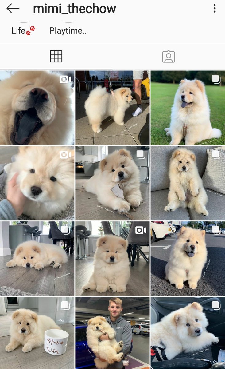 やっぱり犬派 Twitter Search