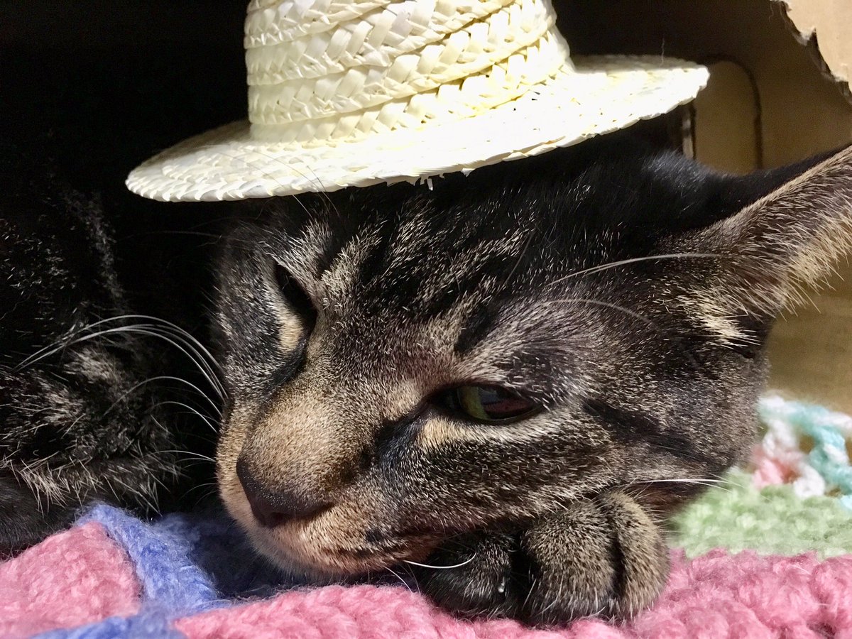 Sanacia 麦わら帽子 似合うかにゃ Cat 猫 にゃんこ キジトラ 麦わら帽子 Sanacia 麦わら帽子 似合うかにゃ Cat 猫 にゃんこ キジトラ 麦わら帽子