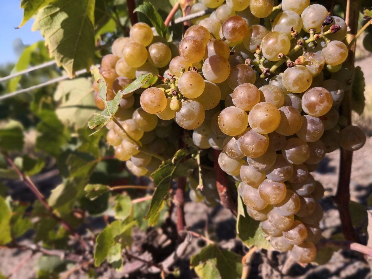 yanojapan's tweet image. 🍇ワイナリーへ移動しランチ。

青空の下でのランチは、それだけでも気持ちいい。
屋根には発酵中のワイン。6年間ここで発酵させるそう。ワインってずっと冷やしておくものだと思っていました。

#QuebecOriginal #southernQuébec #easterntownships #centreduquebec #monescapadeCa