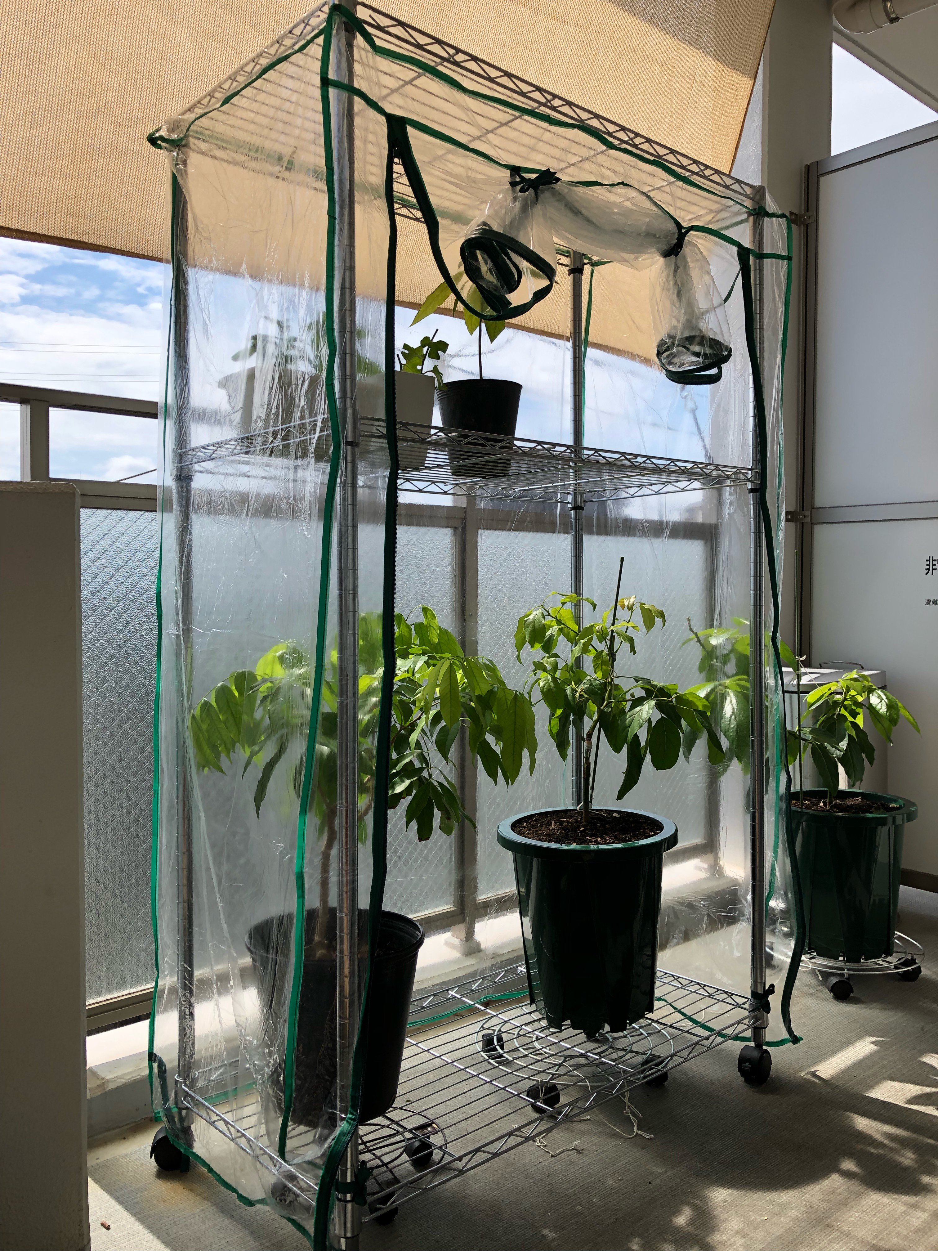 Grin 画像忘れで上げ直し 午前中にベランダでプチdiy ミニ温室ができました 今日に限ってめっちゃ暑い 家庭菜園 T Co U8cacotytk Twitter