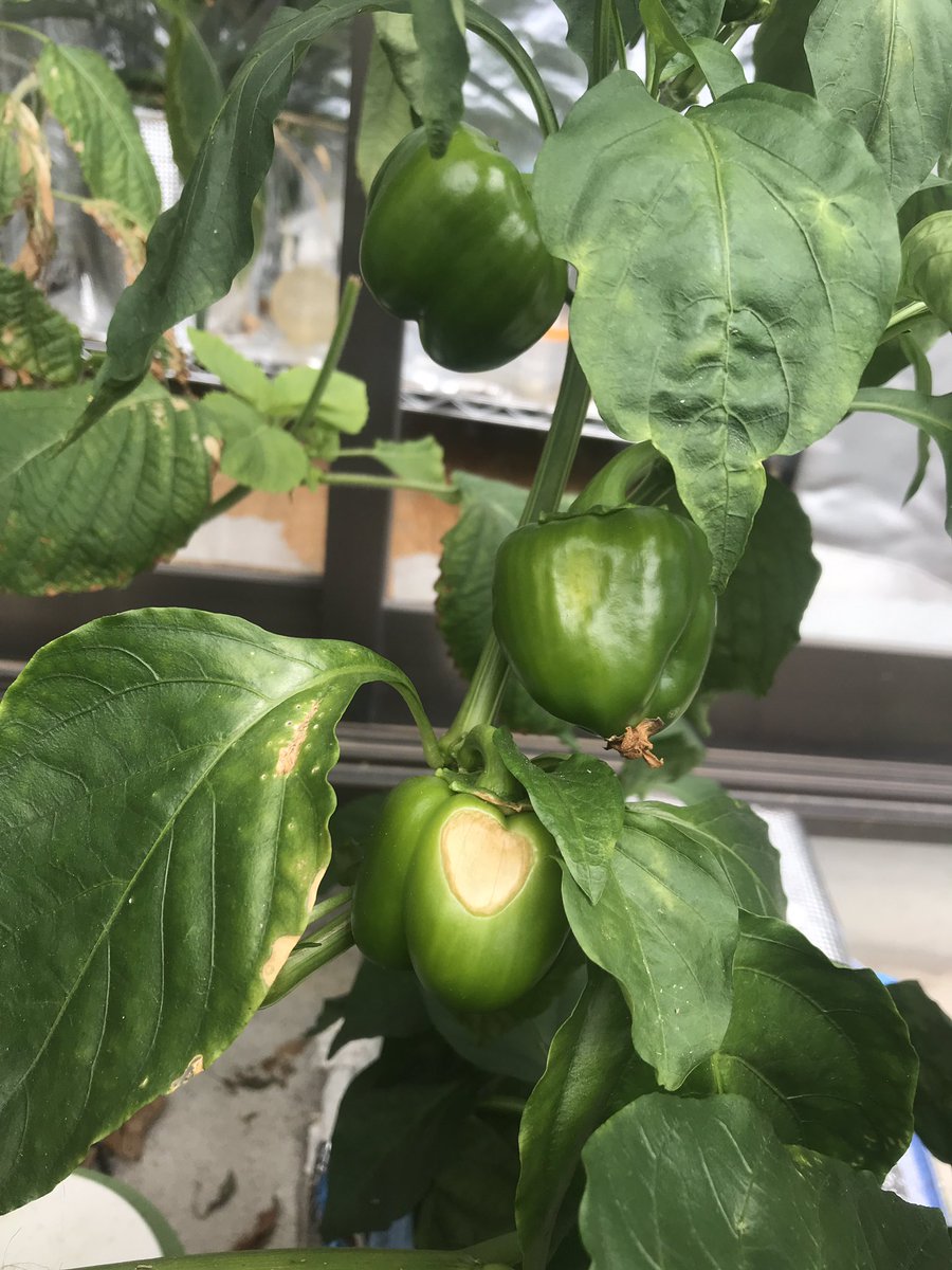 ケミクライム ベランダ水耕栽培で育てているパプリカです 沢山なって嬉しいですが 芽かきなどをしてないので あまり大きくはなっていません 今年はこの状態でどれくらい採れるか調べます ゴーヤは枯れちゃいました 循環システム無しだとゴーヤは難し ケミクライム ベランダ水耕栽培で育てているパプリカです 沢山なって嬉しいですが 芽かきなどをしてないので あまり大きくはなっていません 今年はこの状態でどれくらい採れるか調べます ゴーヤは枯れちゃいました 循環システム無しだとゴーヤは難し