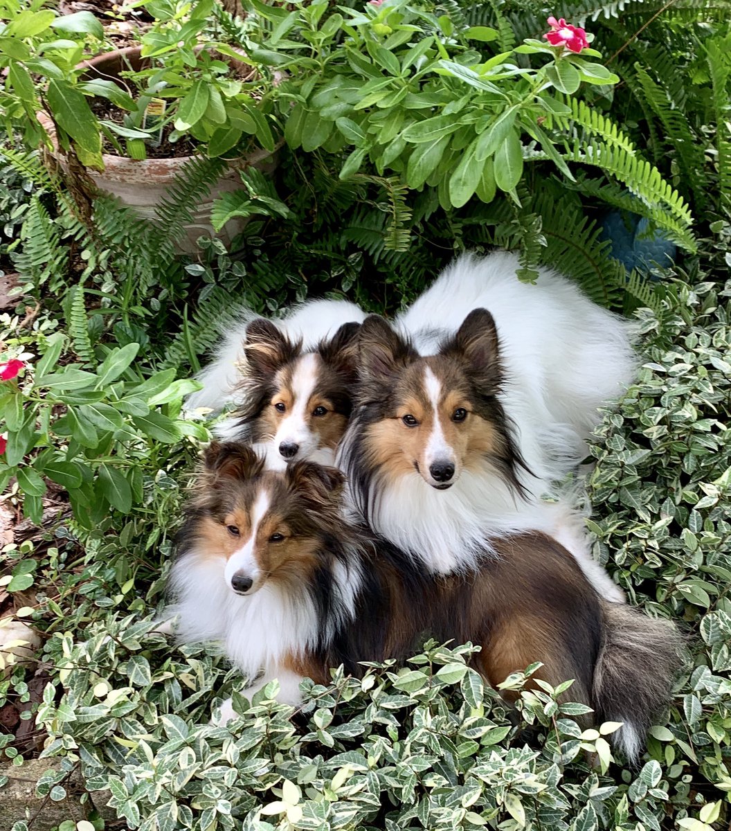 SunStateSheltie tweet picture