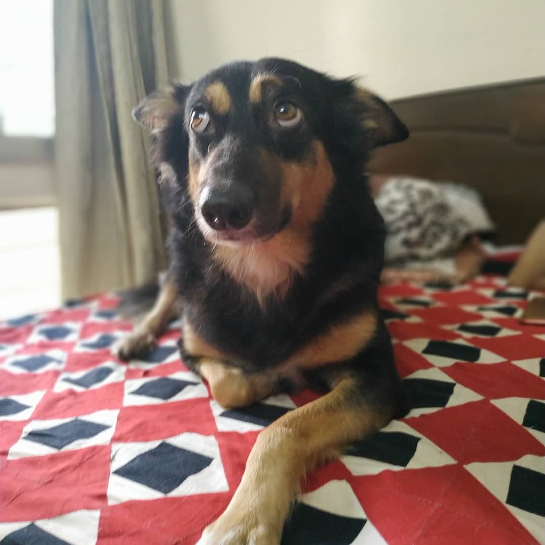 sohinimaitra's tweet photo. Weekend vibes with #meredoanmolratanβ€οΈππ
#ole #thimpoo #crazydogladywrites #dogsoftwitter #indiandog #weekendmood https://t.co/WEya4fxmvL