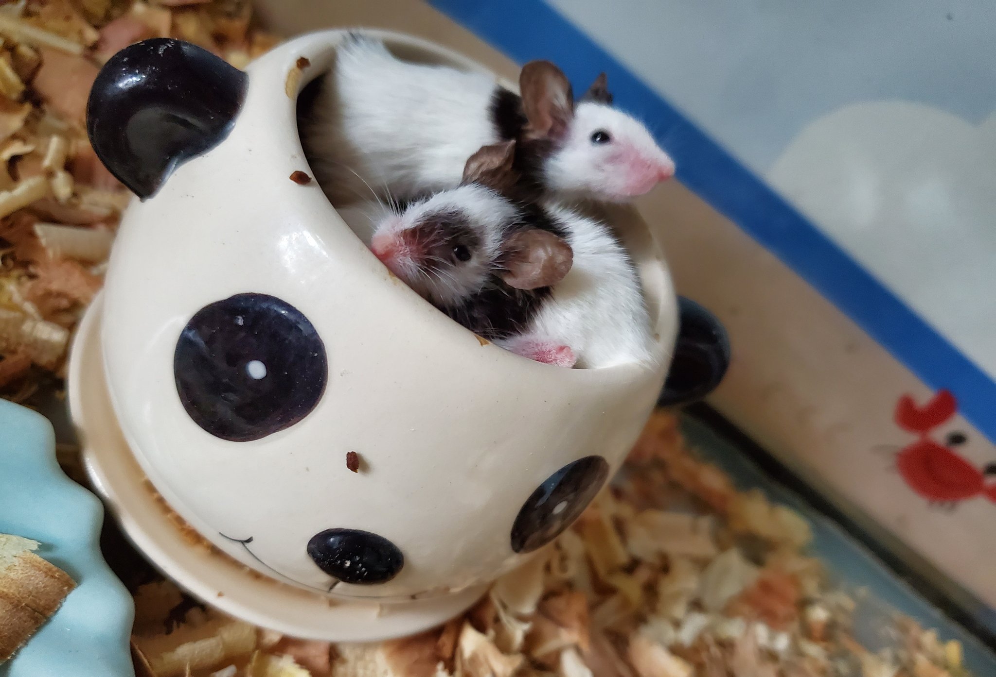 小諸市動物園 公式 Sur Twitter こんにちは 今日は少し風が強いですが 気持ちのいい涼しさの動物園です みなさんのご来園 お待ちしております 本日のイベント エサやり体験11 00 13 00 ふれあい広場13 00 14 00 ペンギンのもぐぺた15 15 15 30