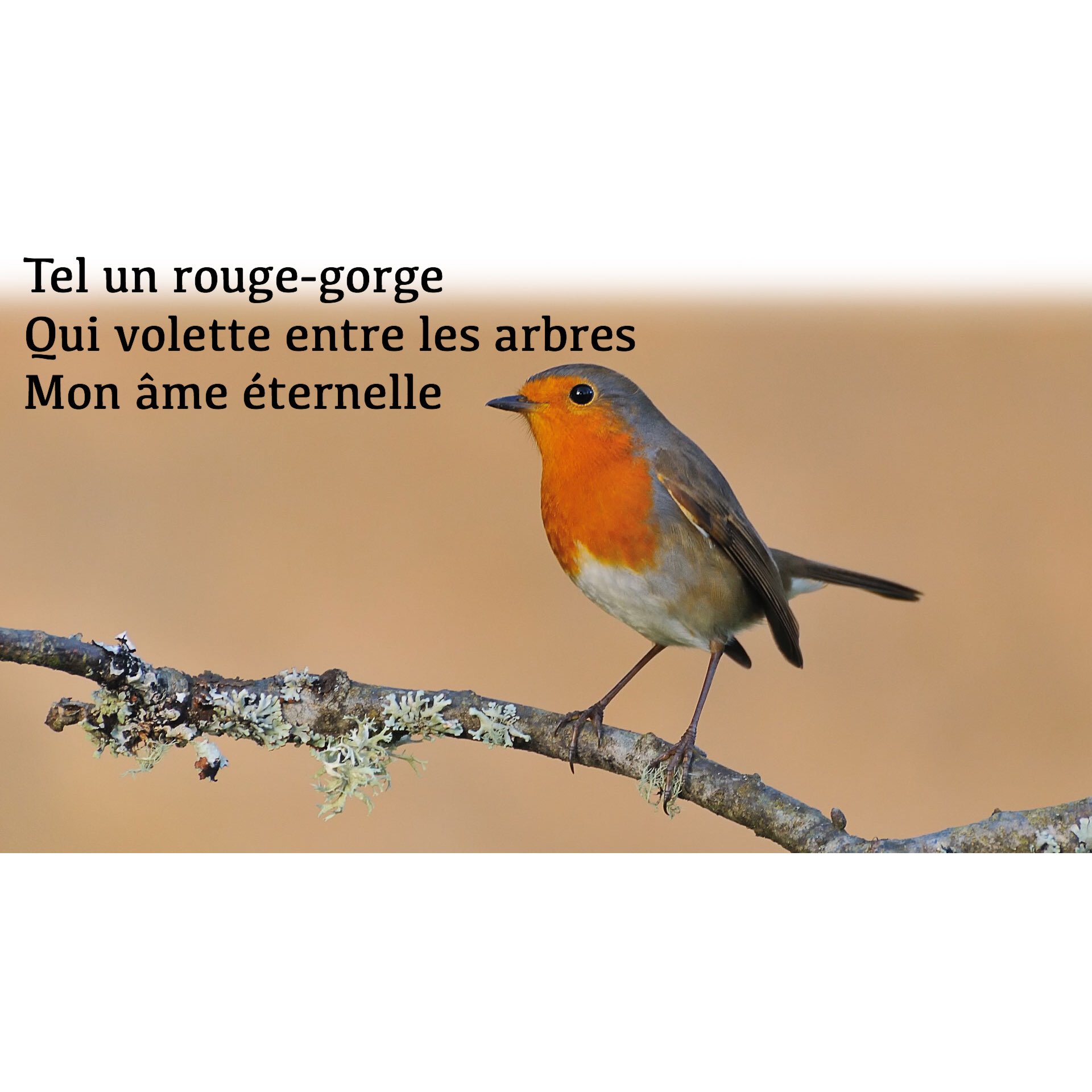 Jacques Mercier Bon Dimanche Optimisme Haikus Ldoptimistes Osier Rouge Gorge Arbre Ame Immortalite Voleter Lumiere Amour T Co Oghllnzdgq Twitter