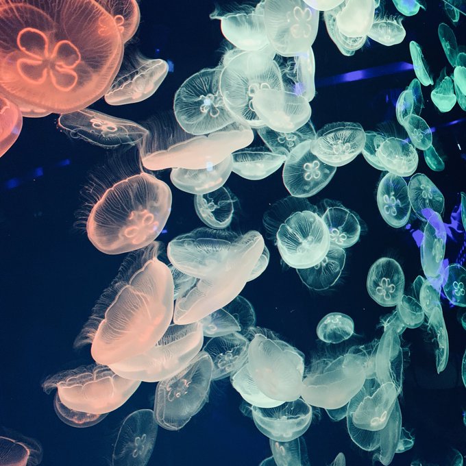 クラゲのtwitterイラスト検索結果 古い順