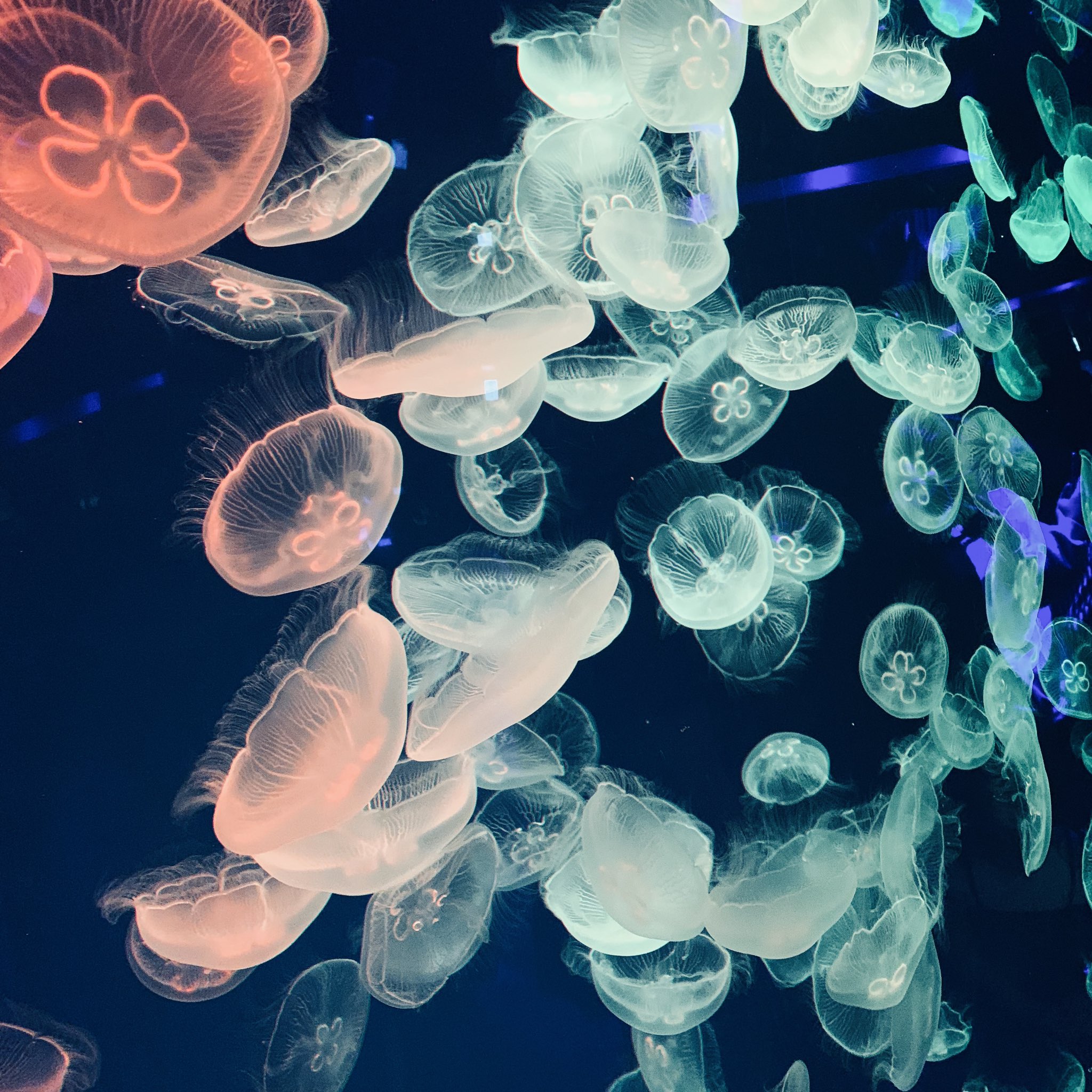 くるくるりんご クラゲ水槽が幸せすぎる 名古屋港水族館最高 クラゲ 名古屋港水族館 T Co Tji1ezhqfc Twitter