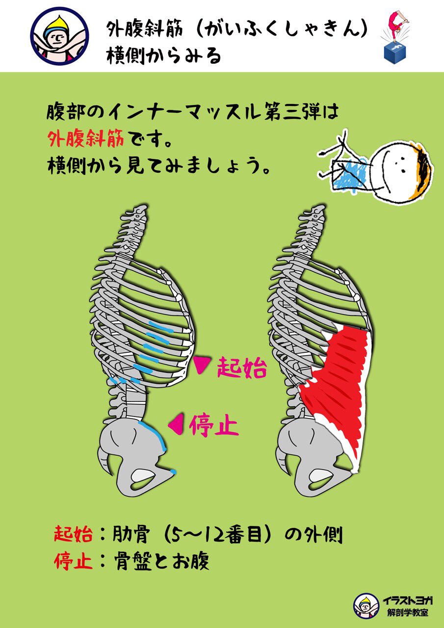 Twitter 上的 世界一ゆる い解剖学 外腹斜筋 がいふくしゃきん 1 外腹斜筋 がいふくしゃきん 横側からみる 腹部のインナーマッスル 外腹斜筋 です 横側から見てみましょう 起始 肋骨 5 12番目 の外側 停止 骨盤とお腹 解剖学 解剖学講座 イラスト