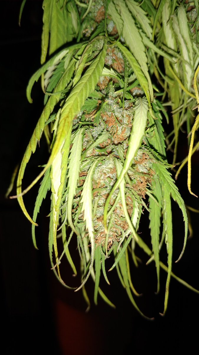 DependableFarms's tweet photo. God's Treat Purple Erkle 2019 buds buds buds
This one is looking very beautiful, it's curing nicely as well. Now for the testing & results ๐๐ฏ
#StonerFam #cannabisculture #marijuana #medicalmarijuana #StayLifted #growyourown #medicalmarijuana #DispensaryGrade #TestedCannabis https://t.co/CSFYC9QiDV