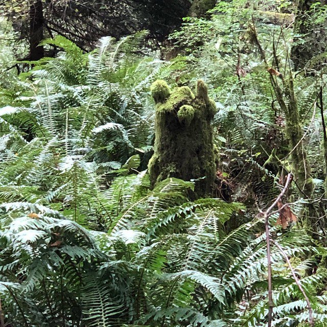 LaurieCarter_EC's tweet photo. Anybody else see the bear?

@hellobc
#travelwriter #forest #trees #nature #wildlife https://t.co/Y0vybDc8Ri https://t.co/DZSov6g64M