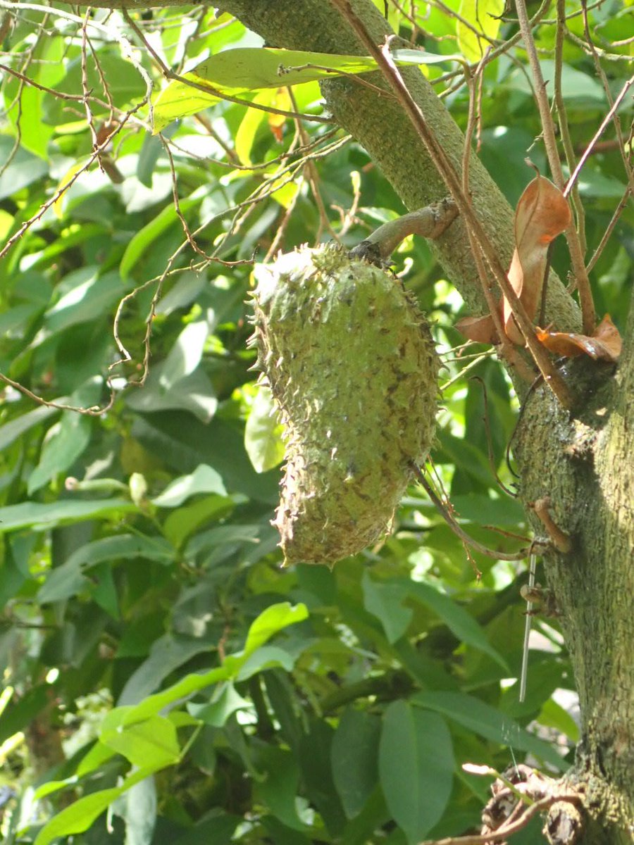 神代植物公園 ニュース スタッフより 園芸係 大温室熱帯花木室のトゲバンレイシの実が大きくなってきました トゲバンレイシ は 西インド諸島原産の熱帯果樹 トゲだらけで奇妙な形ですが東南アジアでは有用な果樹 果汁は爽やかな酸味で リンゴ