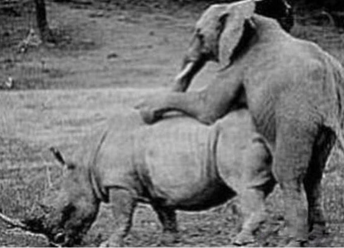 ที่มา คำด่า ผญ แรด #วันแรดโลก 
ฤดูผสมพันธุ์ แรดตัวเมียจะทำทุกวิถีทาง ไล่ขวิดไล่ต้อนตัวผู้ให้ผสมพันธุ์ด้วย ถ้าขัดขืนก็จะโดนตัวเมียไล่ขวิดจนตาย แล้วไปหาตัวผู้ตัวอื่นต่อ
ถ้าไม่มีแรดตัวผู้ แรดตัวเมียพร้อมที่จะผสมพันธุ์ข้ามสายพันธุ์ได้ ในแอฟฟริกาจะเจอช้างแอฟฟริกาผสมพันธุ์กับแรดตัวเมีย