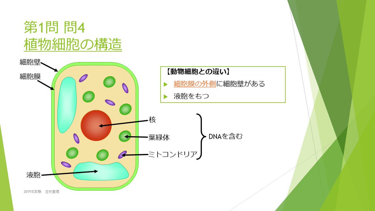 マナの勉強studio Youtube V Twitter 植物細胞の構造 動物細胞との違いに注目しましょう 生物基礎 センター試験 大学入学共通テスト