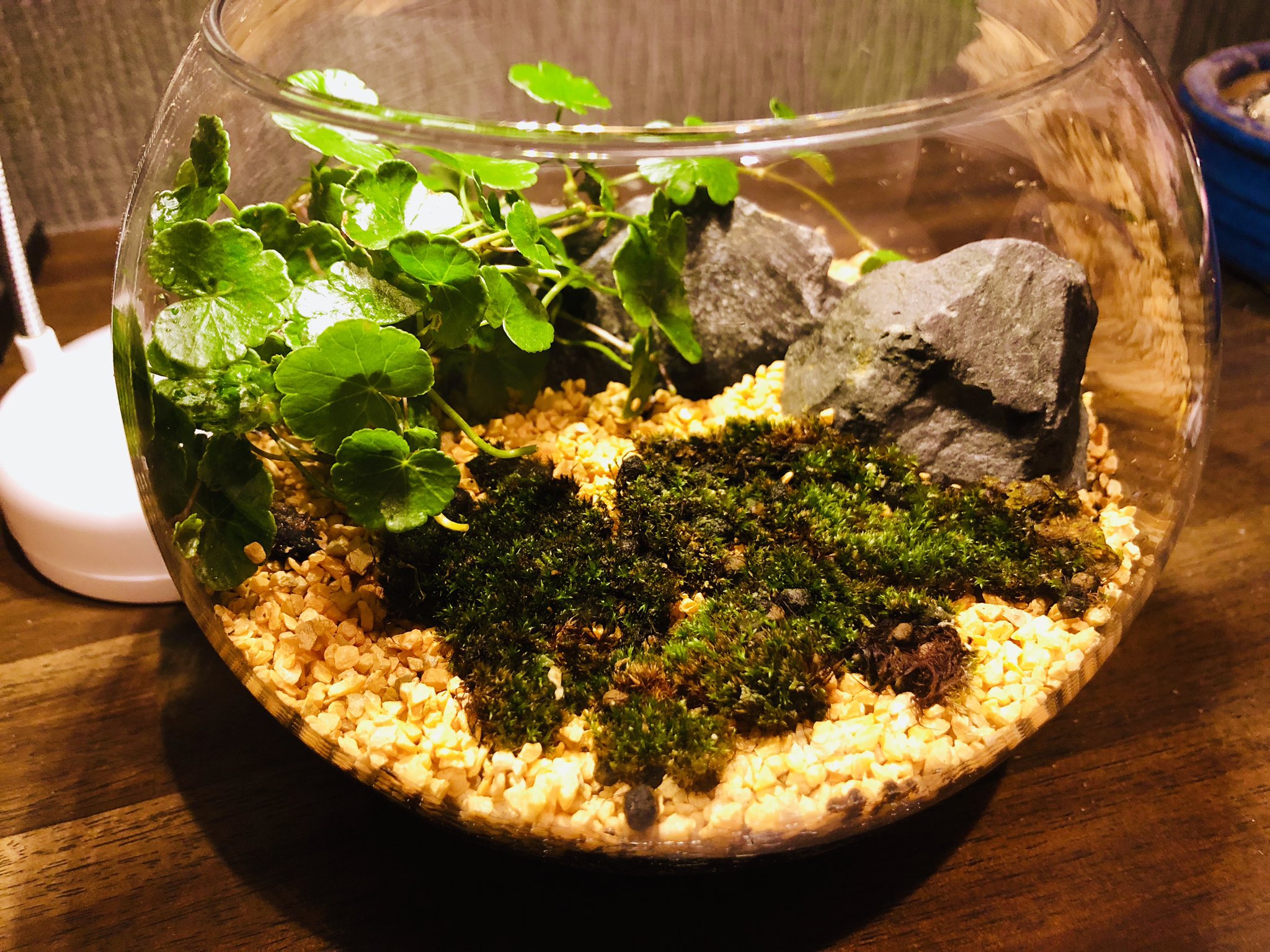 ゆき 苔テラリウム作ってみた 100均で買ったガラスボウルに土とカラーサンド 観葉植物の植木鉢に生えてきた苔と庭で引っこ抜いた雑草 玄関前の砂利の中から見つけた石 で 合計400円 苔テラリウム テラリウム T Co X3njdwltfo Twitter
