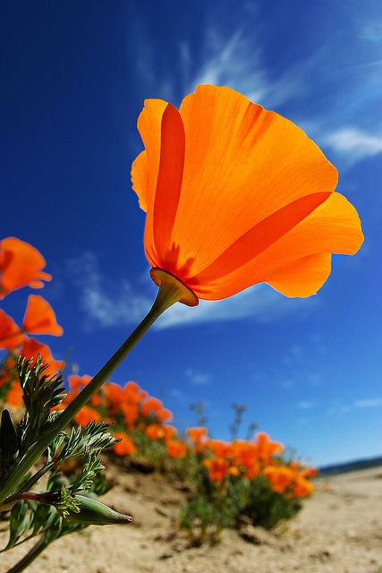 切ない花言葉 カリフォルニアポピー アメリカ カリフォルニア州の州花でオレンジ色の可愛らしい花です 花言葉は 私の願いを叶えて T Co V4dibf6caq Twitter