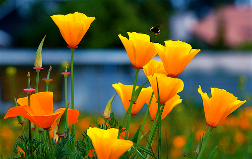 切ない花言葉 カリフォルニアポピー アメリカ カリフォルニア州の州花でオレンジ色の可愛らしい花です 花言葉は 私の願いを叶えて
