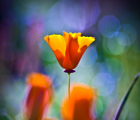 切ない花言葉 カリフォルニアポピー アメリカ カリフォルニア州の州花でオレンジ色の可愛らしい花です 花言葉は 私の願いを叶えて