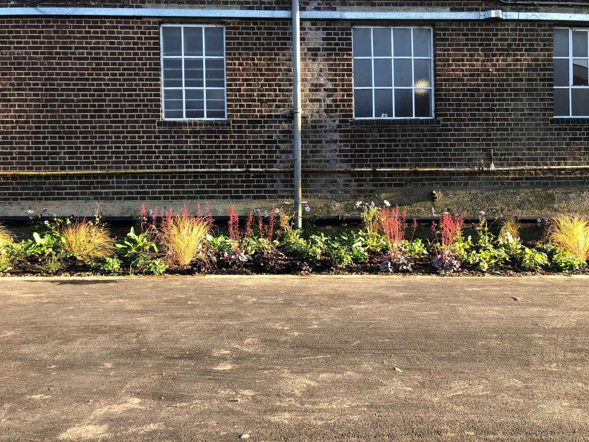 SHEDx  Growing Ideas tweet media