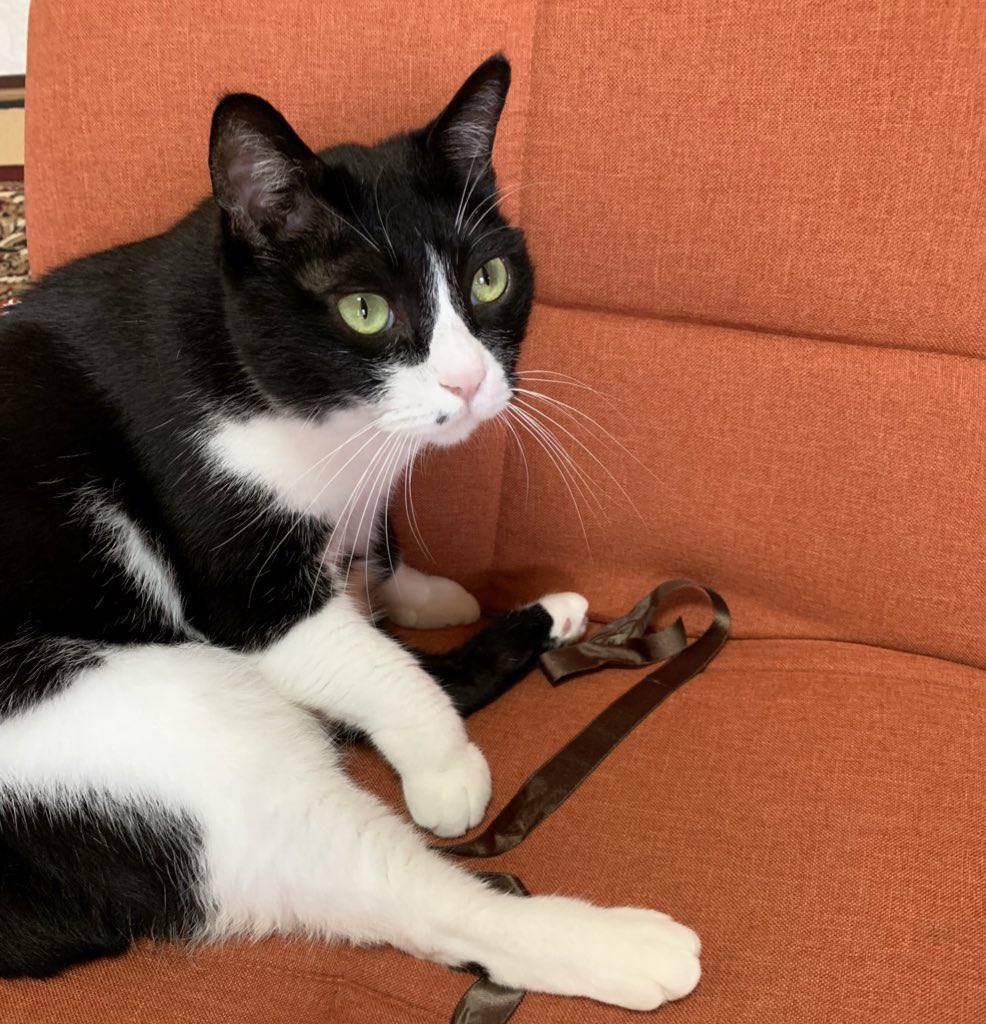 猫、ドジをした後何もなかった事を装う。
https://t.co/d3TC13Sy5Y 