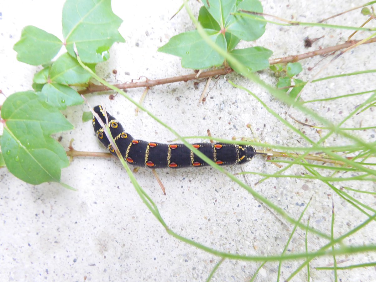 大阪 Pa Twitter 蝶 の幼虫 蛾 の幼虫 ツタの上を這っています 何の幼虫でしょうか お分かりの方教えて下さい