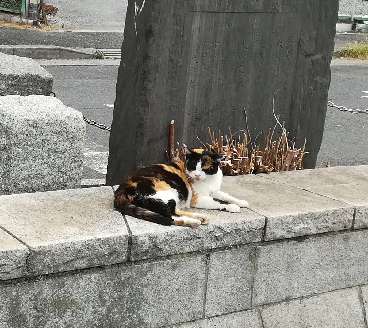chichineko's tweet photo. 川辺で和んでいる猫ちゃんです。人に慣れていますよ。 https://t.co/4VyHxnHj60