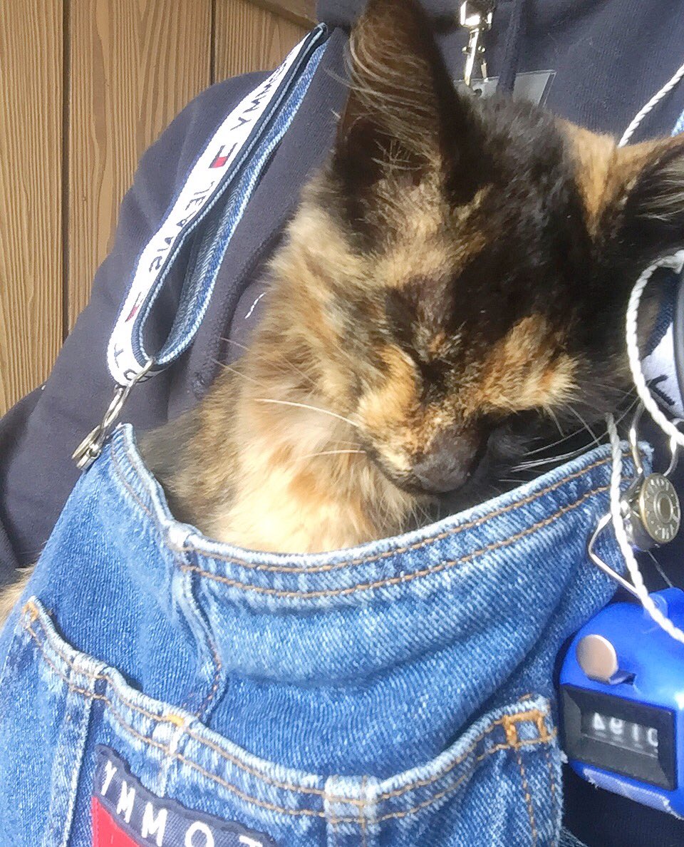 Mylittieeee's tweet photo. 温めあってます。
（暖房扱いされてる） https://t.co/nKUvvAq7nm