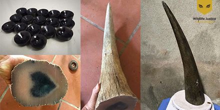 Our investigations show that current street value of raw #rhino horn in #Vietnam in 2019 is between USD 8,000-10,000/kg - which is substantially lower than the USD 65,000/kg valuation that is commonly reported in open source media #WildlifeTraffickingIsACrime #WorldRhinoDay 🦏