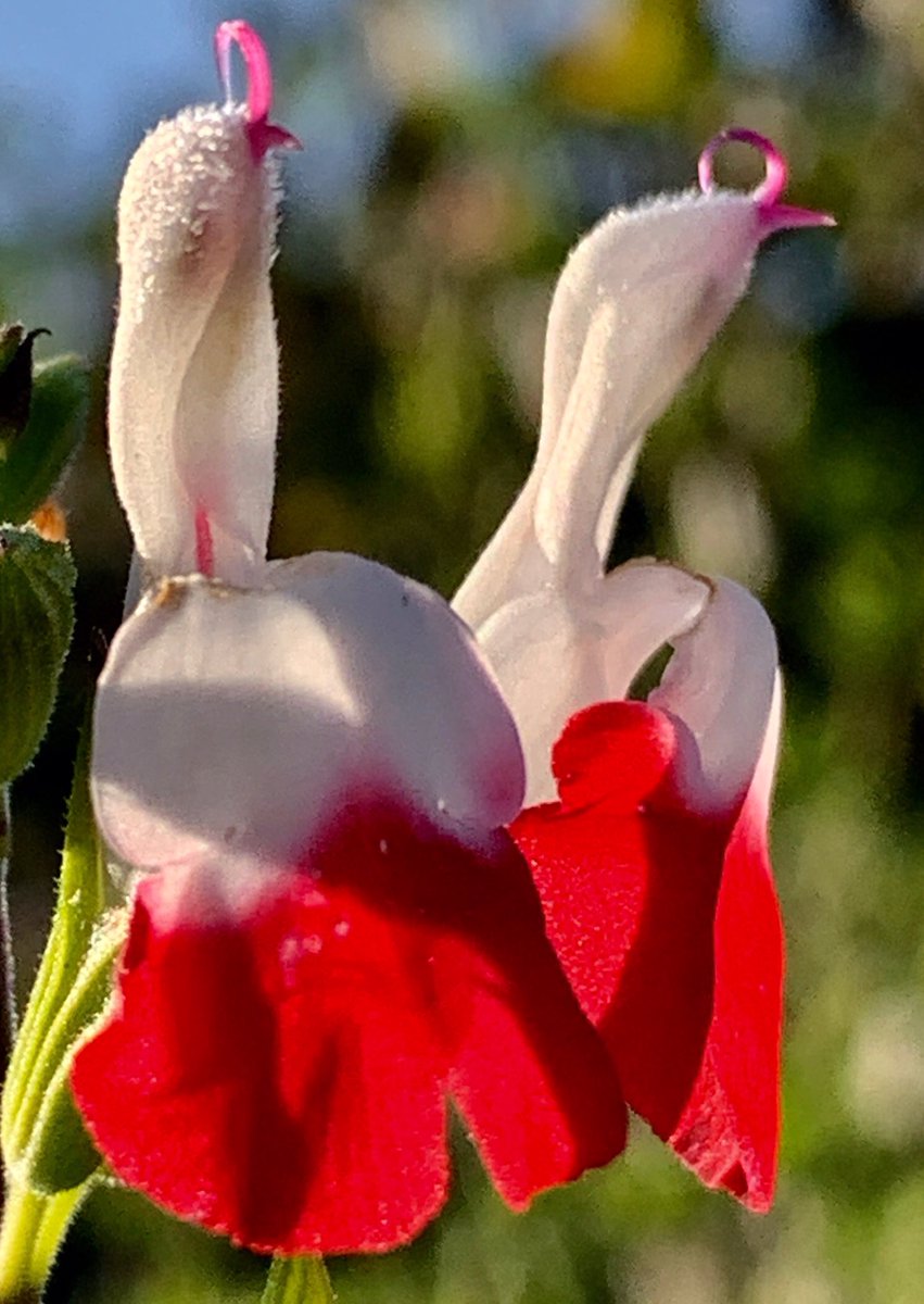 john_bent17's tweet photo. Salvia Hot Lips Weeping Ash Garden https://t.co/WSx1MKh5qt