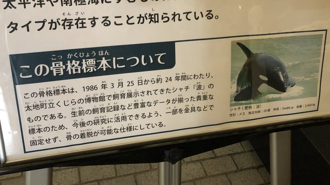 シャチ の評価や評判 感想など みんなの反応を1週間ごとにまとめて紹介 ついラン