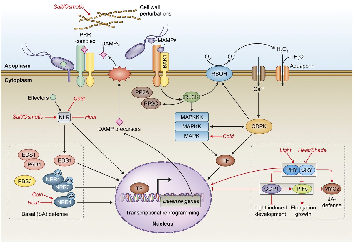 Plant immunity in signal integration between biotic and abiotic stress responses #Tansleyreview ow.ly/z6k150whRTc