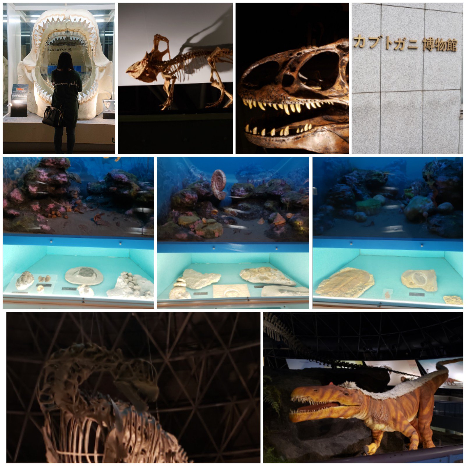 綾弥乃 Ayano カブトガニ博物館 Amp 恐竜公園 笠岡ベイファームから意外と近かったのにビックリw 来たの何年ぶりだろ懐かしかったぁ 恐竜公園は相変わらずの迫力 どっちもずっと見ていられるw 恐竜公園 カブトガニ博物館 T Co Fldk9agmqv