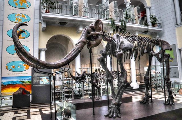 Bart_Wielinski's tweet photo. 🇵🇱🐘 A #mammoth #skeleton on display at the #GeologicalMuseum in #Warsaw, #Poland
"
"
#architecture #nature #citylife #streetlife #street #sky #clouds #sea #city #prehistory #Polska
#travel #instatravel #instalike #instafollow #follow4follow #insta #i… https://t.co/rebwh6GWoU https://t.co/E9ieY8gxGN