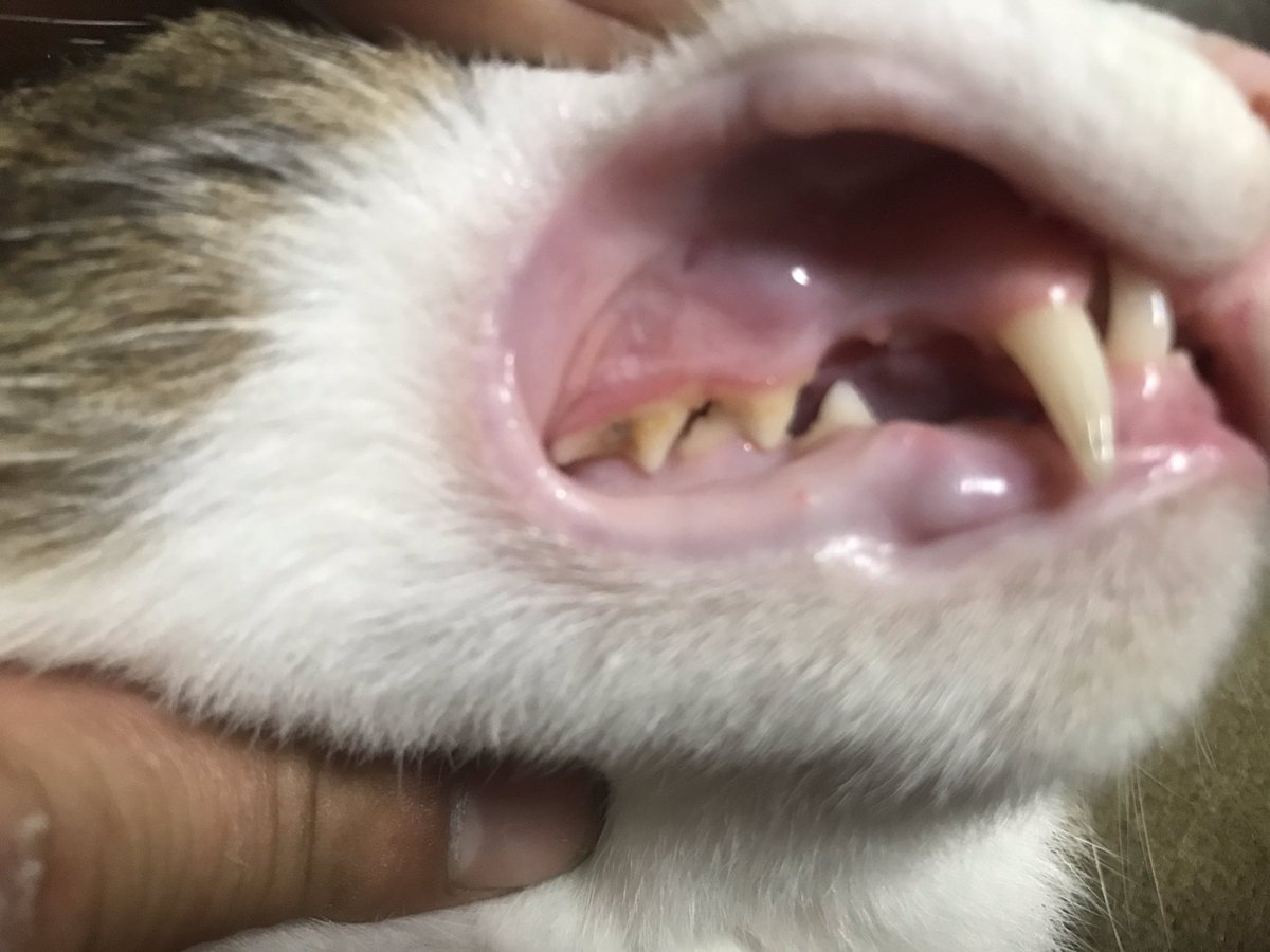 盲目の猫 ムニエル 2ヶ月前ごろにムーちゃんは歯の奥が黄ばんでいることに気がつき たまーに歯ブラシで磨いています 人間用のタフトのエクストラスーパーソフトでやるのが1番いい感じ 黄ばみは取れないけど 匂いとか取れます 先生に話したら猫は 盲目の猫 ムニエル 2ヶ月前ごろにムーちゃんは歯の奥が黄ばんでいることに気がつき たまーに歯ブラシで磨いています 人間用のタフトのエクストラスーパーソフトでやるのが1番いい感じ 黄ばみは取れないけど 匂いとか取れます 先生に話したら猫は