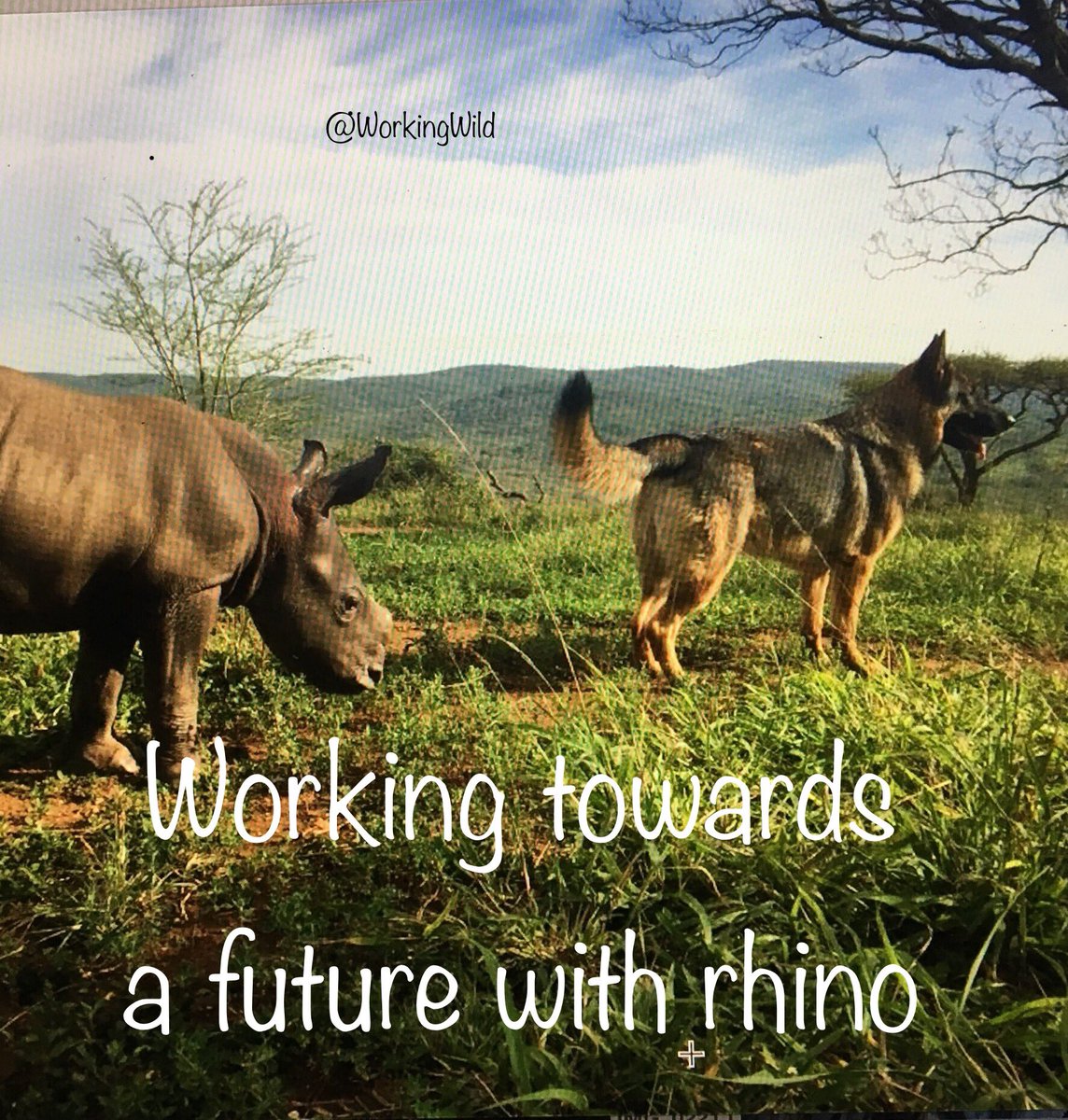 Karen Trendler (@workingwild) on Twitter photo 