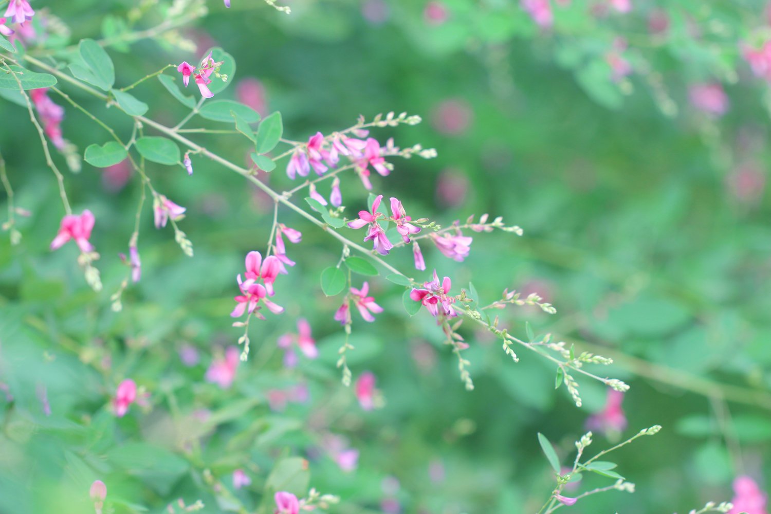 長居植物園 写真は ハギ です 萩 といえば秋の七草のひとつですね 花は近くで見ると面白い形です この花は蝶形花といい 3種類の花弁からなります 上から旗弁 翼弁 舟弁といい それぞれ昆虫による受粉を助ける役割があります ぜひ 調べてみて
