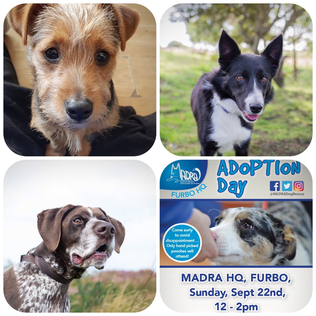 MADRADogRescue's tweet photo. Our Adoption Day is today.

 Up to 20 homeless dogs have their paws crossed that they will find suitable,loving homes.

Pop in from 12-2, our Furbo HQ is just 15 mins west of Salthill,Galway (opp Slemons Daybreak)

You may meet your new best friend 🐶❤️🐕

#AdoptDontShop #Galway https://t.co/jiLuCkY09w