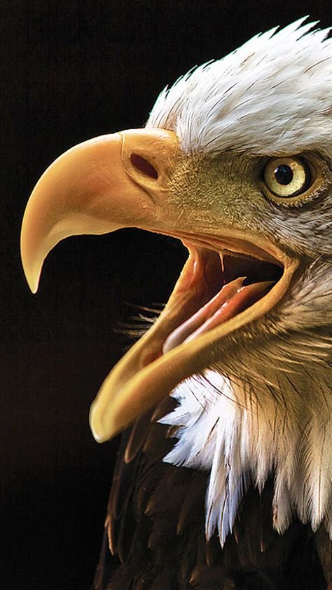 NSURESHBABUBABL's tweet photo. WHAT 
    A
MAJESTIC 
       EYE 
POWER !!!!! https://t.co/LlWw6mxrSm
