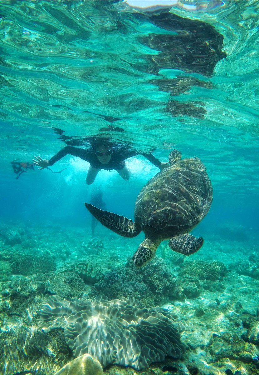#ApoIsland is one of the bests!

Travel stories at youtube.com/c/iammarkdizon

IG: instagram.com/iammarkdizon 

#markgoesto #iammarkdizon #apo #turtle #swimming #diving #sea #dumaguete