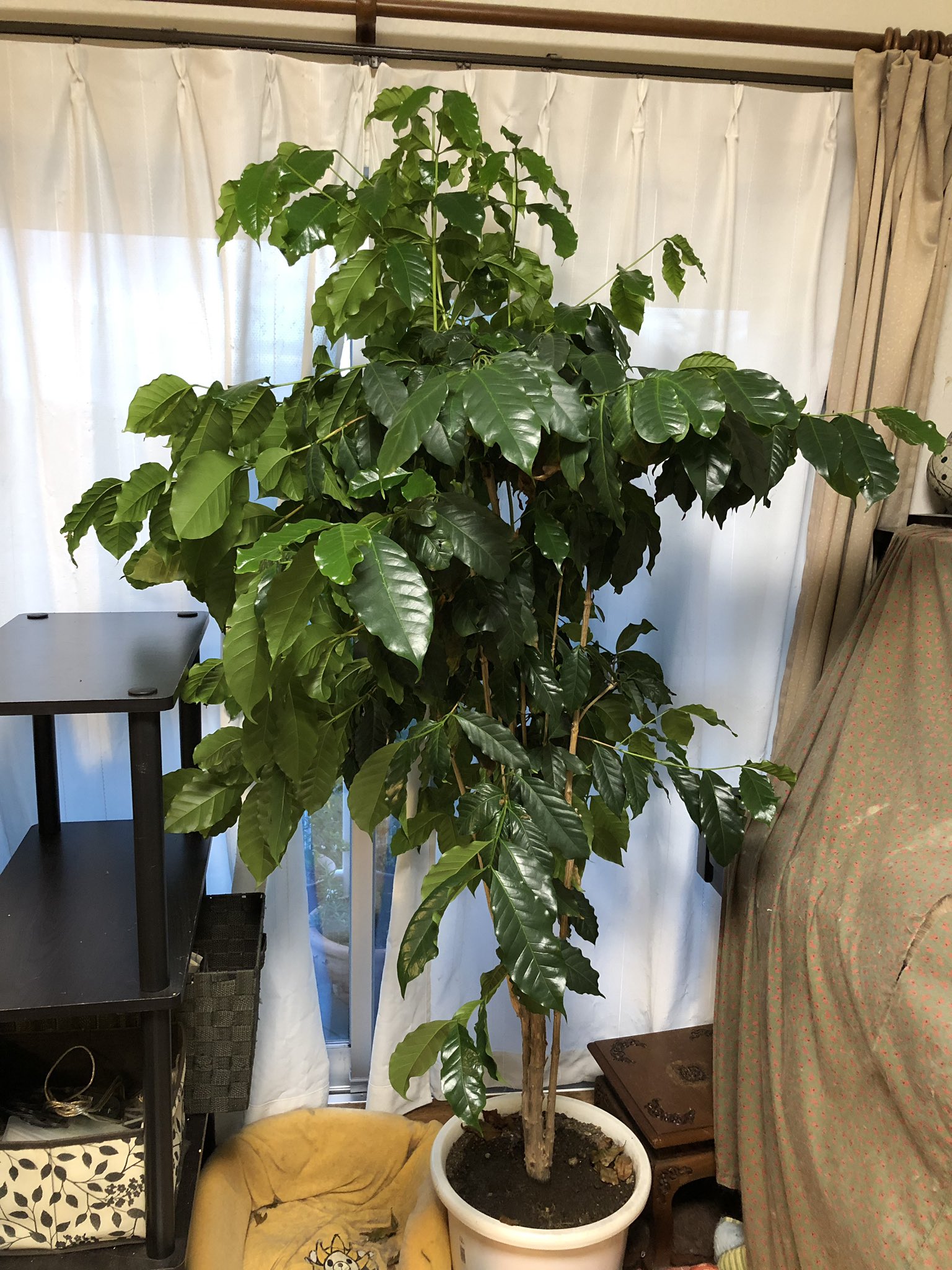 沖世みのり でかい 我が家の100均観葉植物その二 コーヒーの木 買った時は10cmに満たなかったのに 今ではこんなん 花を咲かせて 実が収穫出来た年もあるんだぜー 100均観葉植物 コーヒーの木 コーヒー T Co Ujzdcxdqp2 Twitter