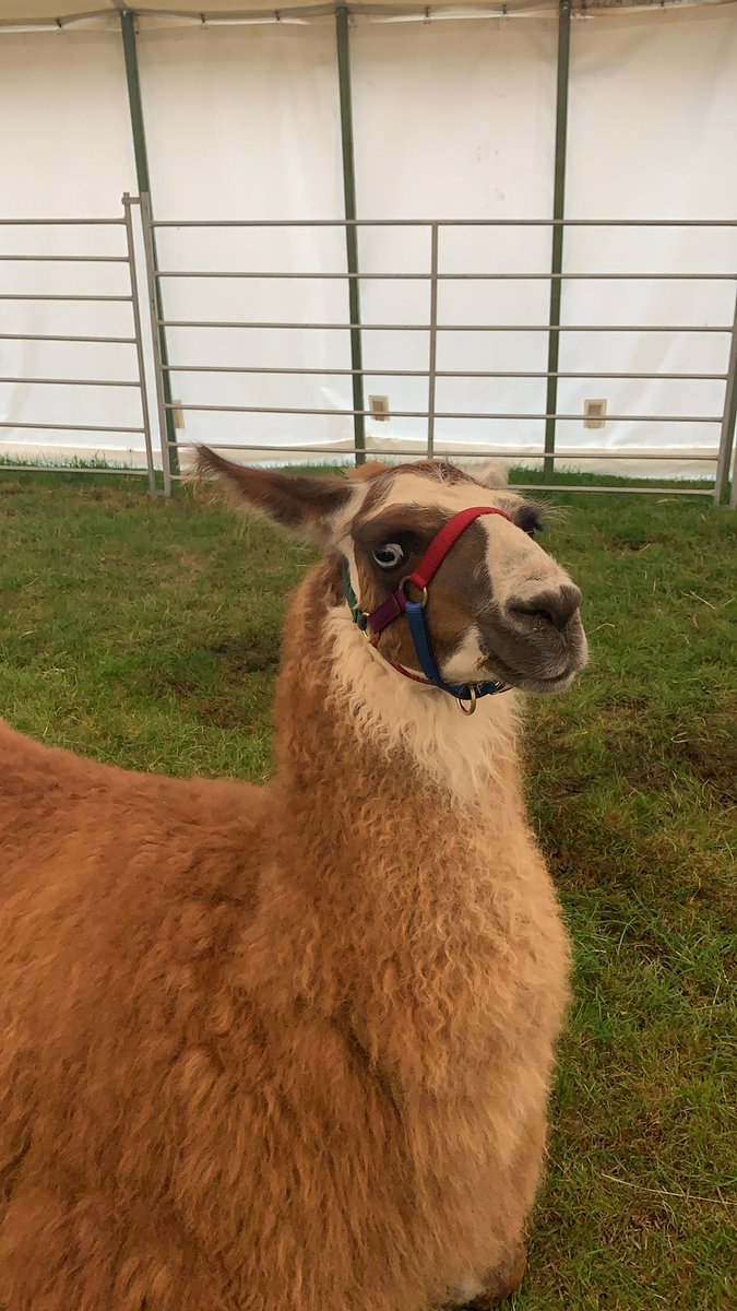 KennetRadio's tweet photo. #LlamaWatch at @Berkshire_show https://t.co/JKS6OhdO8s
