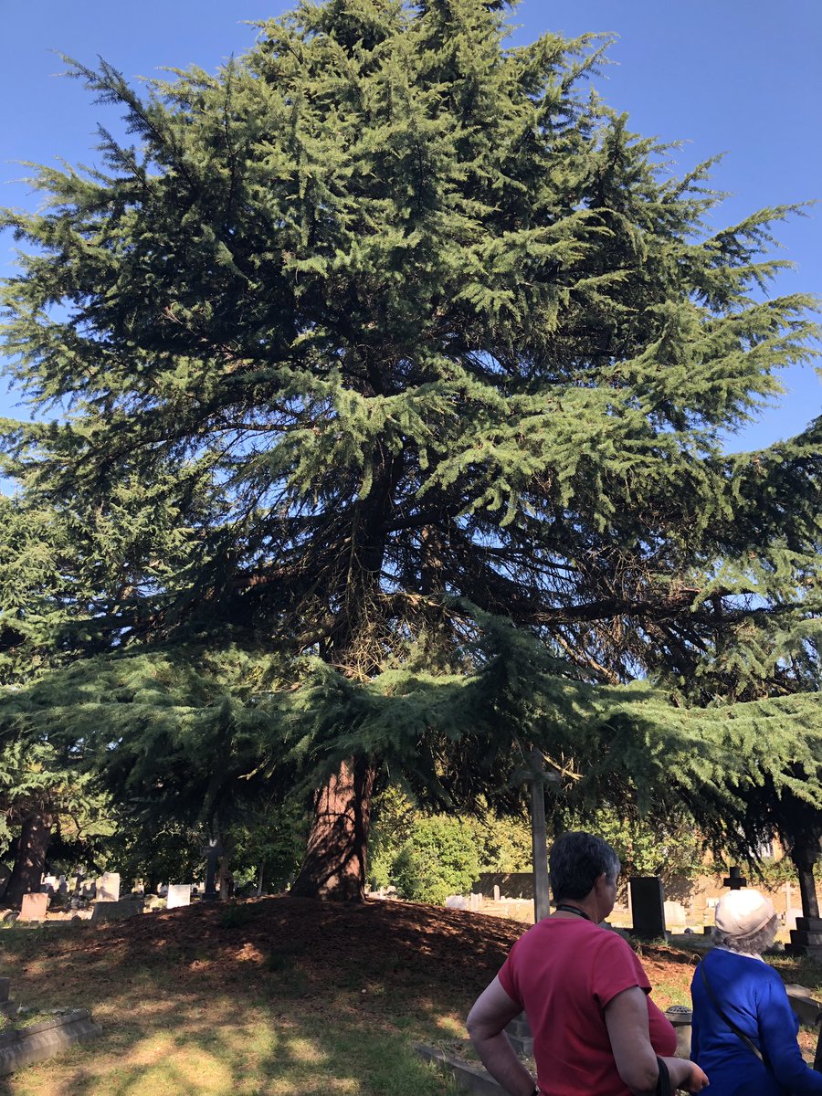 ButlerHegarty's tweet photo. Wonderful walk through South #Ealing Cemetery yesterday lead by #local naturalist and botanist John Wells @HeritageofLond1 @EalingCouncil @secchapels https://t.co/be05nmDEul