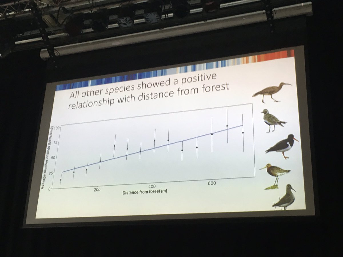 Most #waders #shorebirds populations are higher further from the edge of forestry - Aldís E. Pálsdóttir discusses this & other problems relating to #HabitatFragmentation in #Iceland #IWSGconf #ornithology #conservation