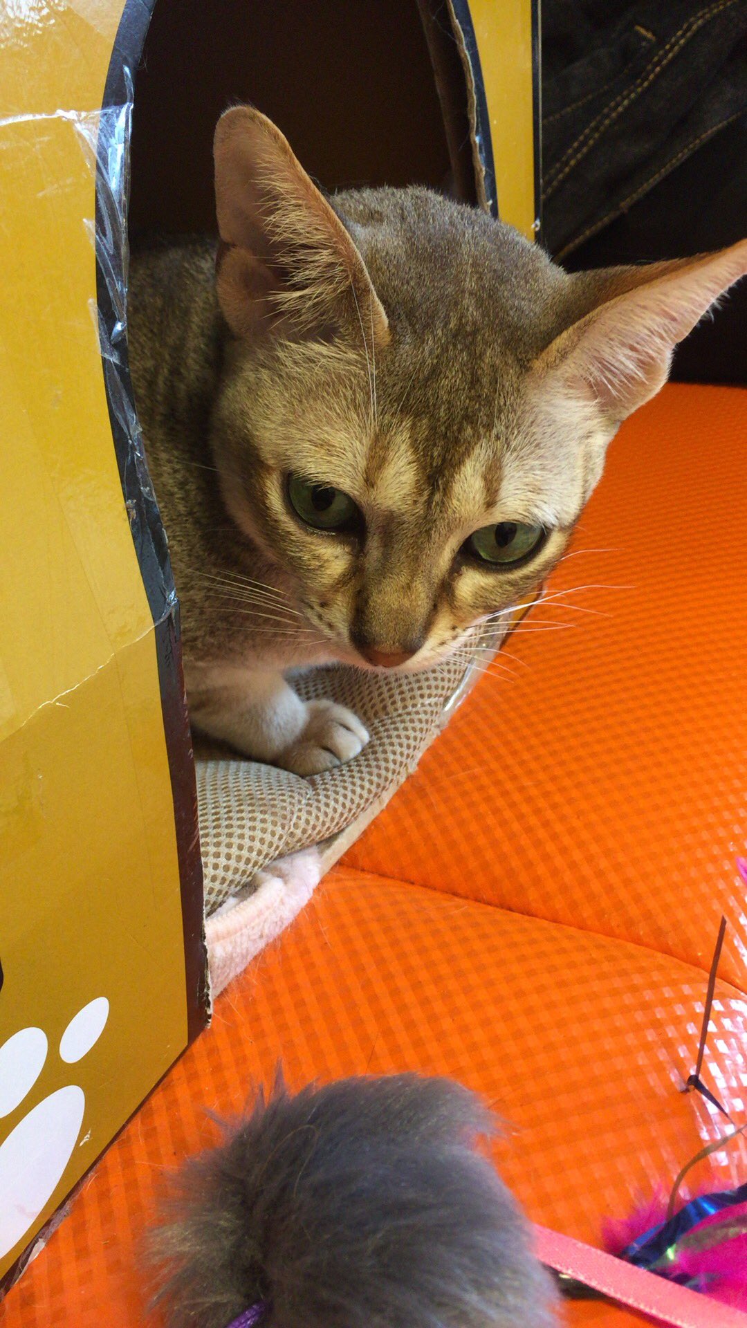 猫カフェバロン Twitter Search Twitter