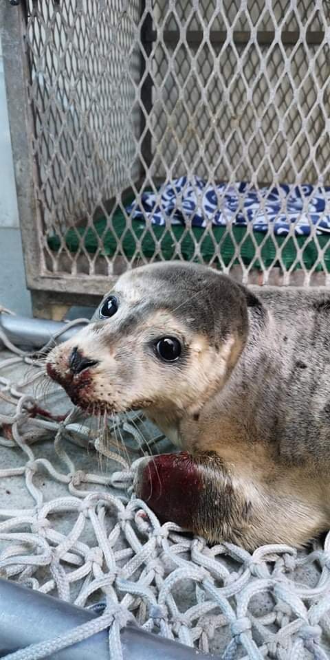 La petite phoque frappée à la tête à de multiples reprises par un pêcheur dimanche dernier est morte. Une autopsie va être réalisée pour déterminer les causes de la mort. Notre plainte commune avec la LPA de Calais a été déposée par nos avocats. 📷 LPA de Calais.