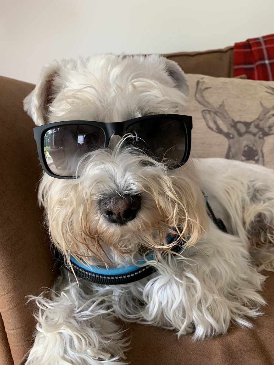 DewiSchnauzer's tweet photo. Too cool for school! https://t.co/uHelfCoxjg