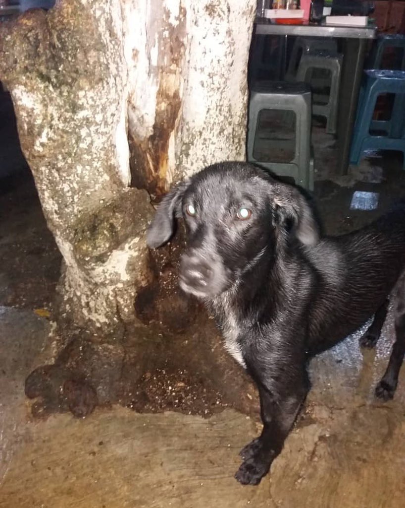rafaellacava10's tweet photo. Les presento a este bejumero quien es el padre de Drac jajajajja ahora está apareciendo toda la familia 🦇🐶🦇 https://t.co/LXkT8z2Nxx