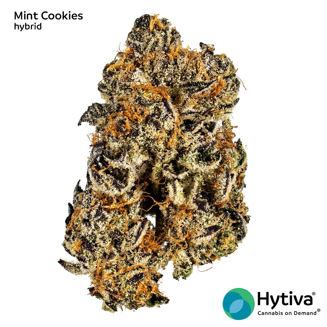 Hytiva's tweet photo. Mint Cookie is an indica-leaning hybrid strain that goes by other aliases, such as Thin Mint Cookies or Thin Mint Girl Scout Cookies. Learn more here: https://t.co/2Z2FmSfHwM https://t.co/EWHJdv260T