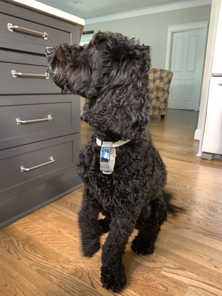danabahrdeibert's tweet photo. When you are in a daily step challenge with your husband, he neglects to put his Fitbit back on after a shower and to catch up he hides his Fitbit on handsome Leo the goldendoodle. You got caught Iowa. 🙄#goldendoddles @fitbit @Jason_Deibert #marriagefitnesschallenge https://t.co/TTUfApzAMe