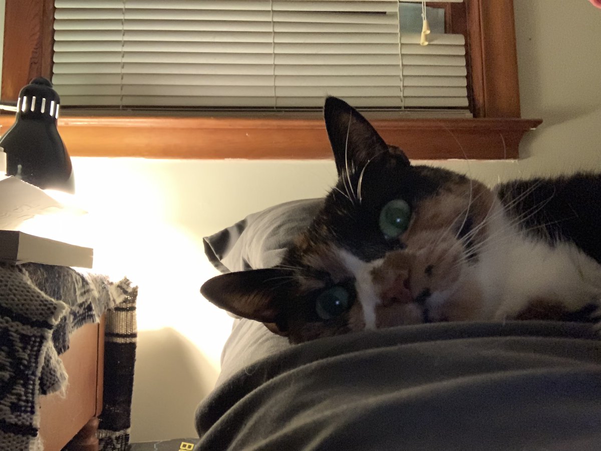 QueenCordelia3's tweet photo. It’s just one of those days #cats #lazycat #queencordelia https://t.co/ef1FNw4whi