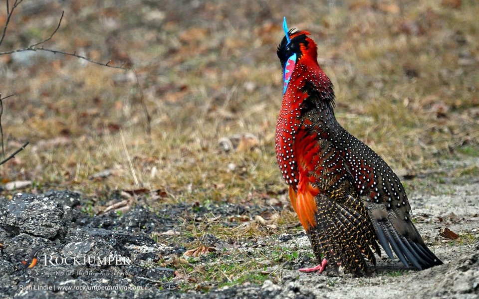 RockjumperTours's tweet photo. Rockjumper’s Top Tours Page is where to find what’s hot and happening! This brand-new page will be updated weekly with birding adventures handpicked by our team!

https://t.co/eY7RwOSGrK

© Satyr Tragopan by Rich Lindie

@ZEISSBirding 

#RockjumperBirding #TopTours #ZEISSBirding https://t.co/MCiJLWlu9a